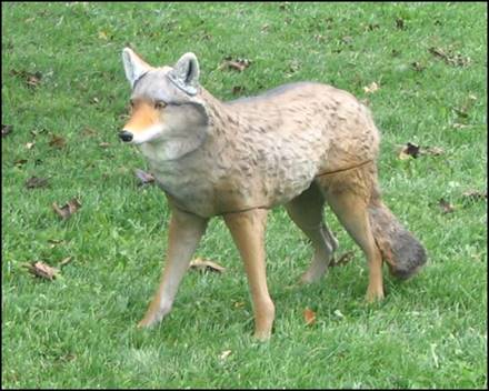 Coyote_decoy_picture