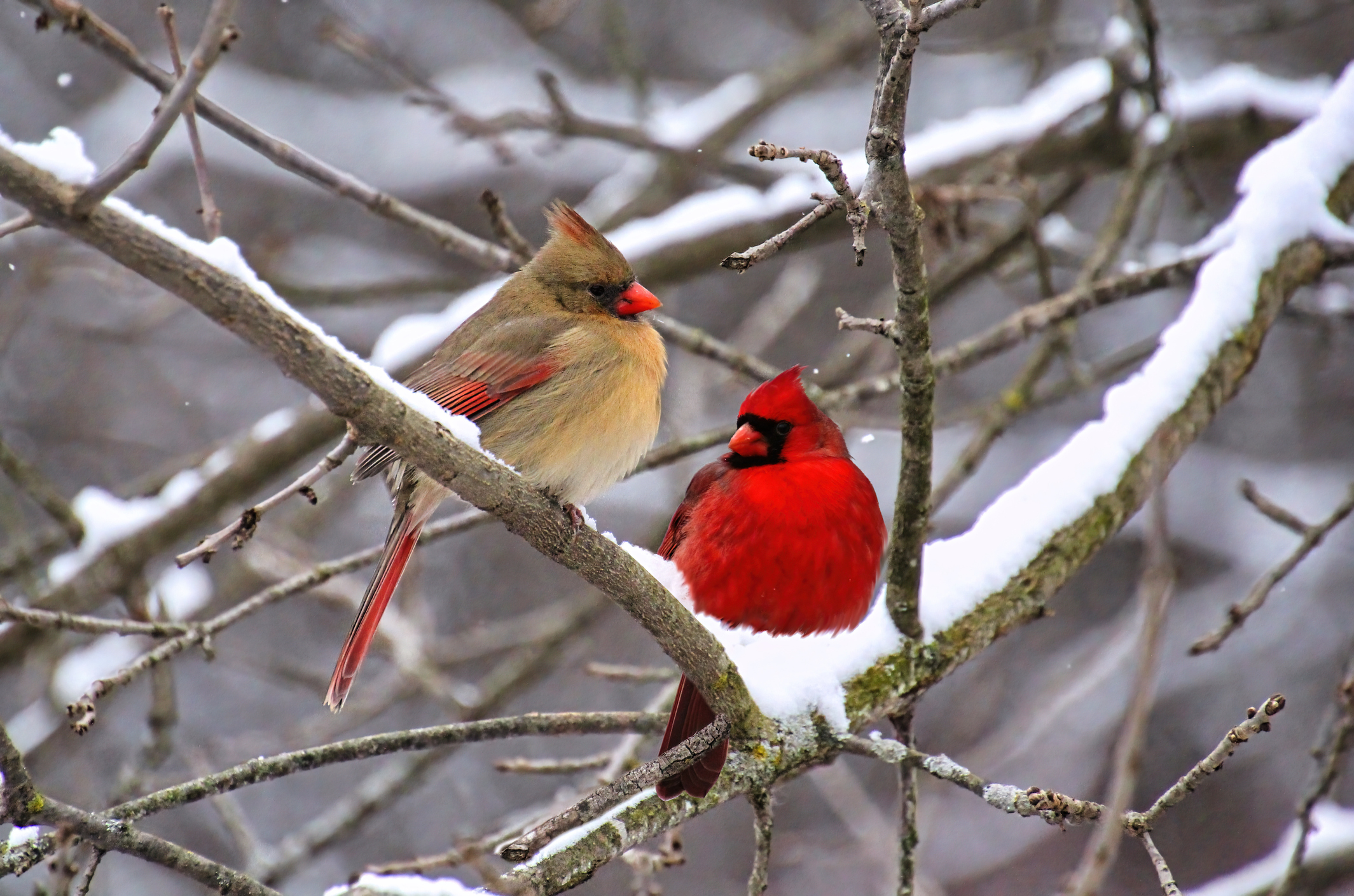 Cardinals_Winter